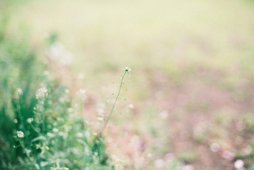 形容美好心情的诗句26句