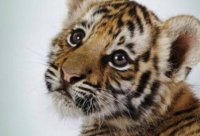 ​网络公司名字推荐 企业好名方法和解析