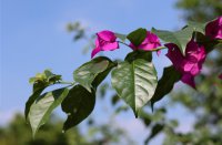 ​适合在微博的名字大全