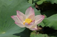 ​霸气拉风的原神id(精选591个)