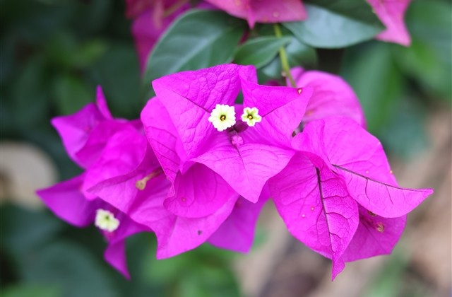 霸气拉风的原神id(精选591个)