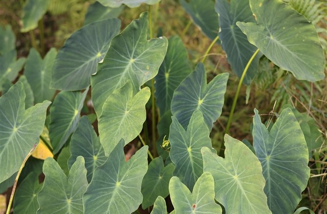 颓废伤感的qq网名大全(精选590个)