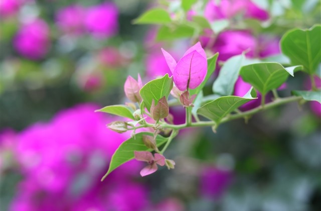 龙之谷手游名字简单(482个)