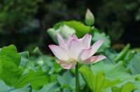 ​霸气超拽游戏女名