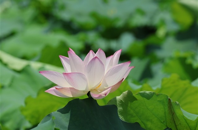 高贵冷艳的游戏名字(480个)