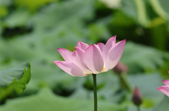 霸道气质的女生网名(共223个)