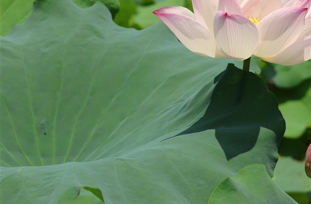 阳光灿烂好心情的网名(精选187个)