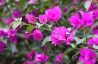 ​高端大气的宠物店名字(优选126个)