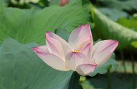 ​非常伤心失落的网名(精选140个)