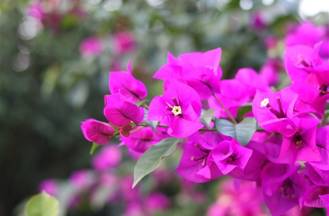 高调撒狗粮秀恩爱情侣网名(共75个)