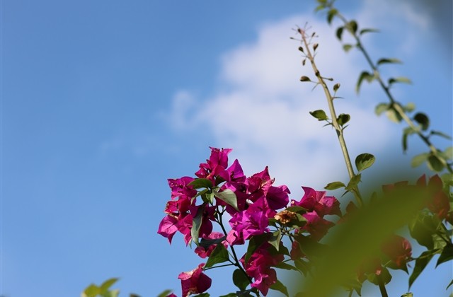 高调撒狗粮秀恩爱情侣网名(共75个)