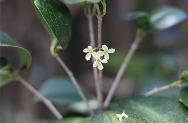 霸气又可爱的游戏名字(精选85个)