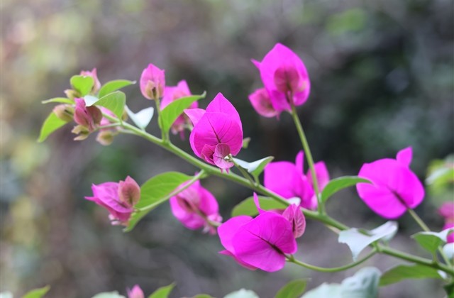 软萌的女生网名