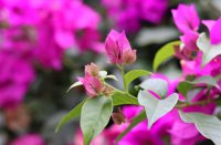 ​非主流搞笑无节操网名大全(共83个)