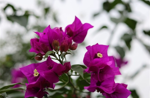 超长的群昵称 QQ群名片超长昵称