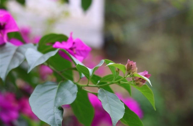 超长的群昵称 QQ群名片超长昵称