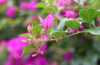 ​适合长期不换的超甜情侣网名