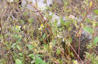 ​韵味十足的英文优雅有格调的昵称 很有气质的唯美英文网名