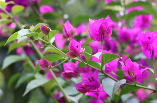 dnf两个字的游戏名字(521个)