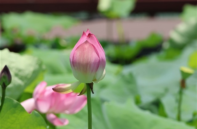 dnf两个字的游戏名字(521个)