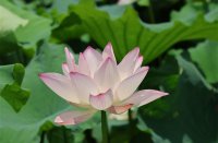 ​可爱又干净的网名(精选450个)