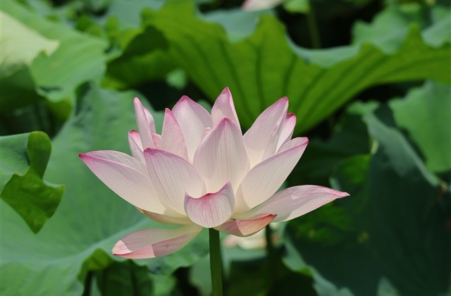 可爱又干净的网名(精选450个)