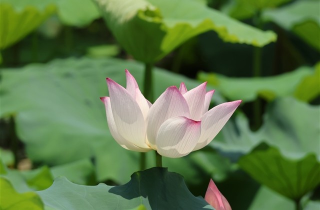 4个字有诗意的网名(精选382个)