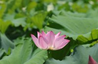 ​唯美女生网名大全(共381个)