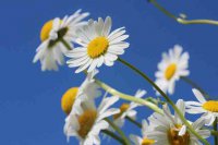 ​微信的心情说说摘录（精选80句）