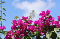 ​萌妹子专用快手网名(精选314个)