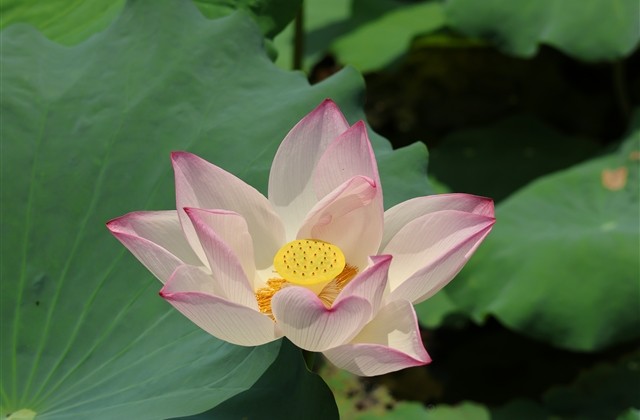 小清新六字网名(共257个) 小清新六字网名(共257个)