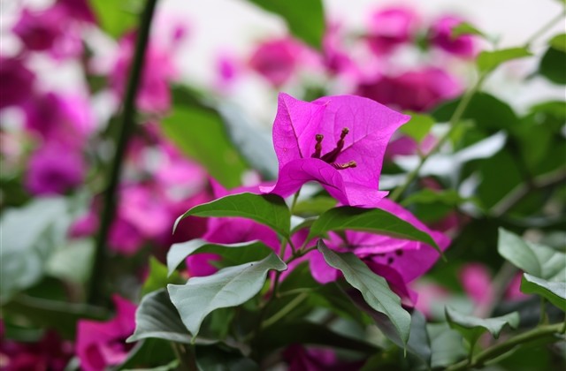 小清新六字网名(共257个) 小清新六字网名(共257个)