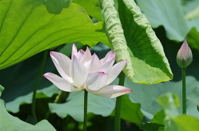 中年人有涵养的网名(精选317个) 中年人有涵养的网名(精选317个)