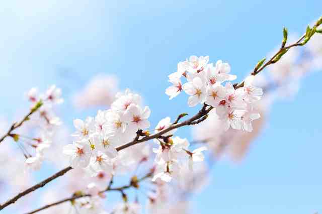 做好自己的句子的说说（精选66句）