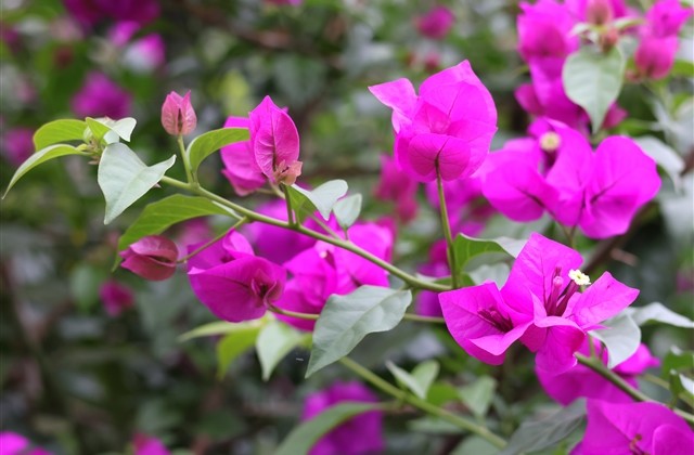 比较中性化的两字网名(优选383个)