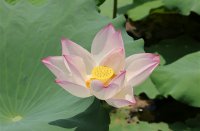 ​女生清冷孤傲的古风网名(精选276个)