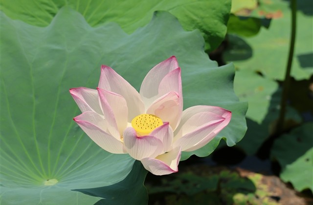 好听的情侣qq名(精选161个)