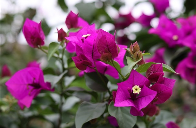 古风帮派名字大全(306个)