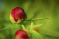 ​想你思念你的情感句子  用高情商表达我想你