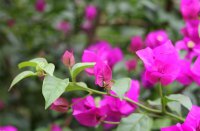 ​一些可爱的网名昵称(优选232个)