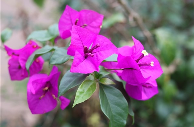 qq飞车手游女生名字大全(精选244个)