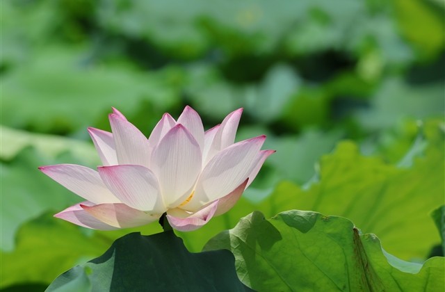 qq最让人心痛的网名(优选199个)