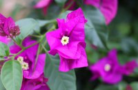 ​和平精英游戏网名(111个)