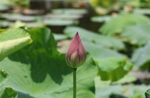 和平精英游戏网名(111个)