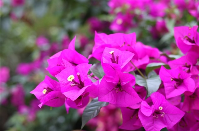 葬爱家族非主流id(精选89个)