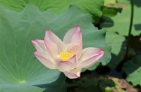 ​游戏里见过最美的id(121个)