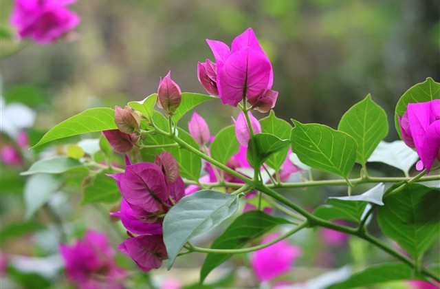 简短古风情侣名(优选87个)