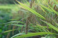 ​简短古风情侣名(优选87个)