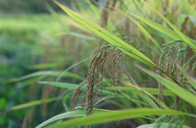 简短古风情侣名(优选87个)