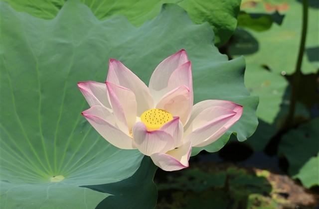 江南百景图五字id(优选94个)